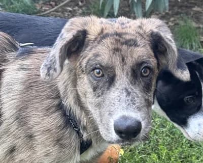 Flex, male puppy Mixed Breed for adoption at ENPA Monza e Brianza, Monza