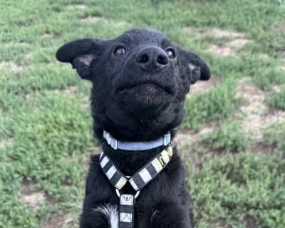 Lucano, male puppy Mixed Breed for adoption at ENPA Monza e Brianza, Monza