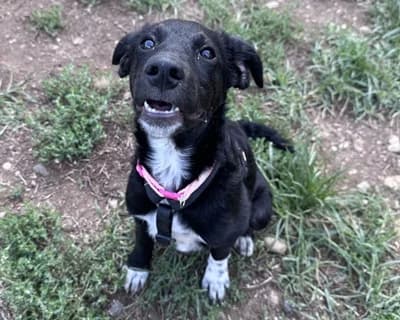 Potenza, female puppy Mixed Breed for adoption at ENPA Monza e Brianza, Monza