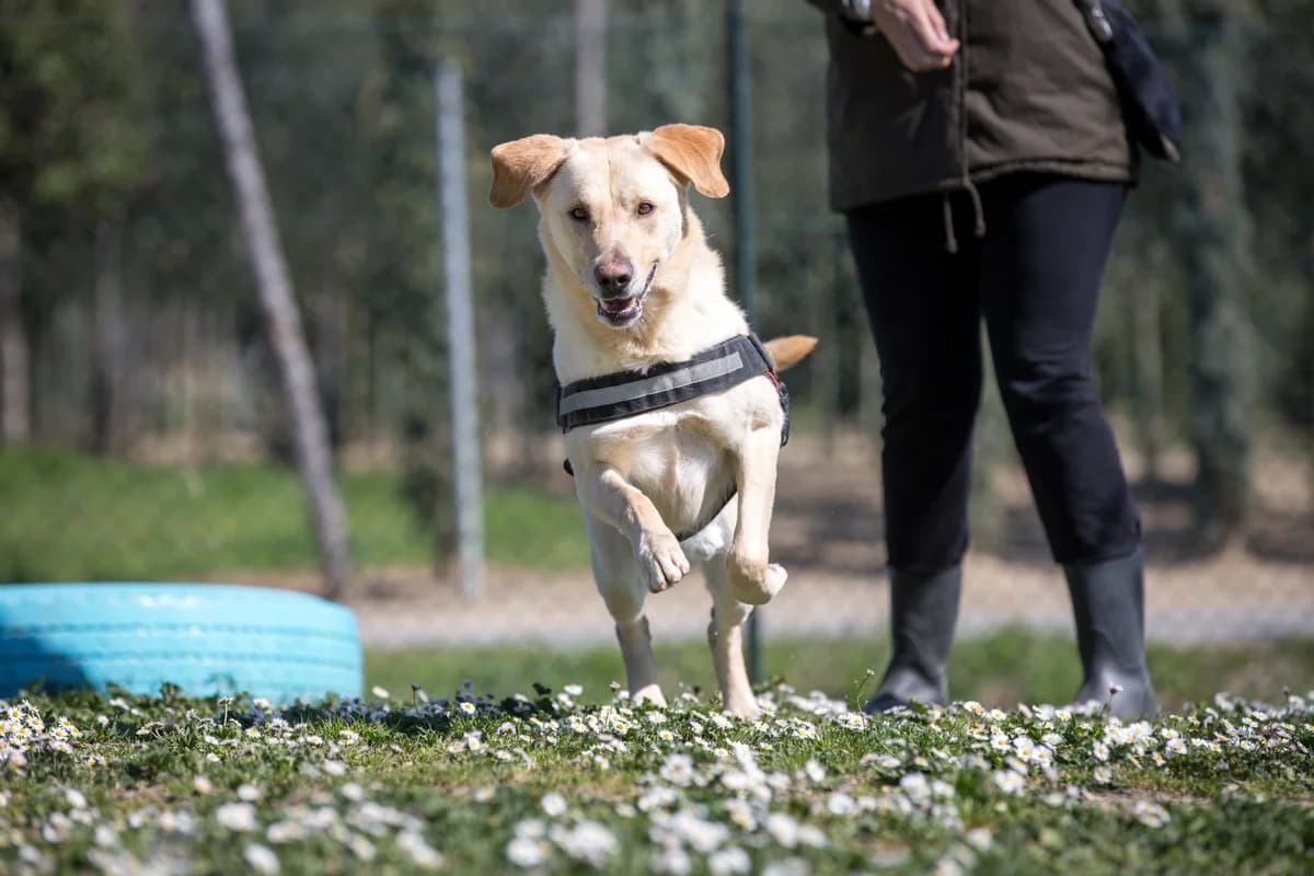NEBBIA, young Mixed Breed for adoption at ENPA Pistoia, Pistoia