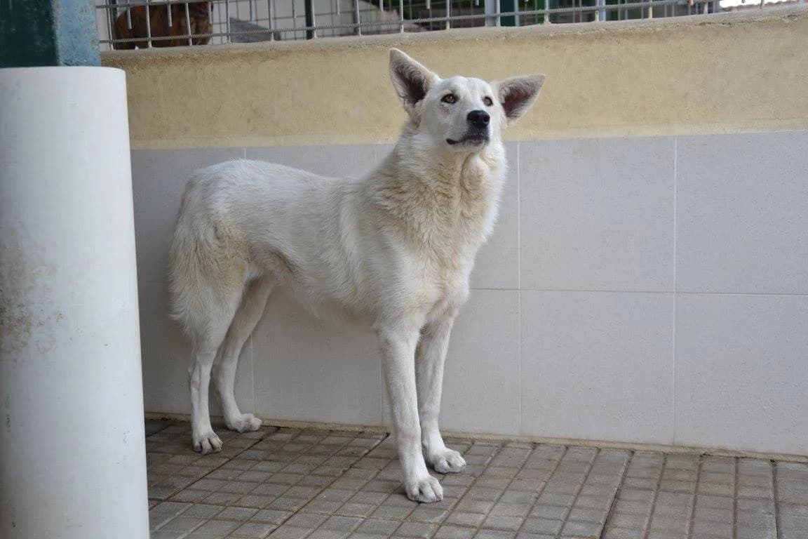 CODINA, female puppy Mixed Breed for adoption at ENPA Pistoia, Pistoia