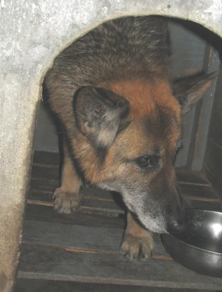Ambra, senior Mixed Breed for adoption at ENPA Savona, Savona