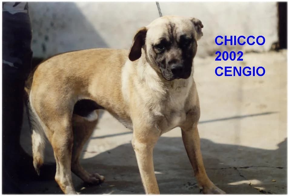Chicco, female senior Mixed Breed for adoption at ENPA Savona, Savona