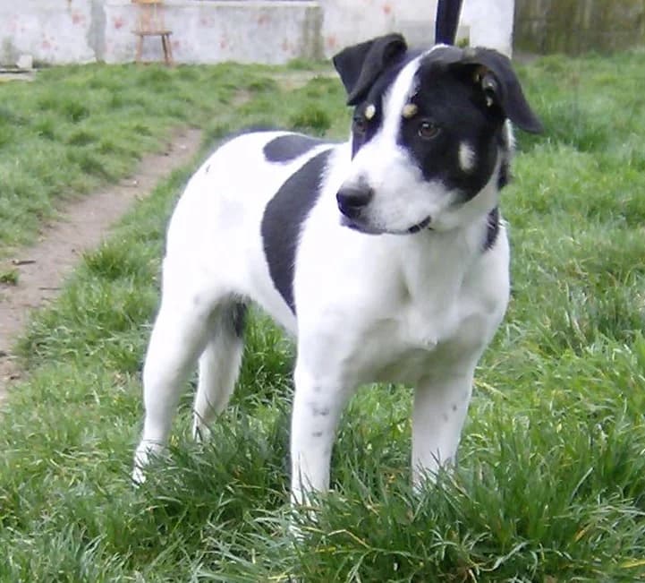 Macchia, male 6yo mixed breed for adoption at ENPA Savona, Savona