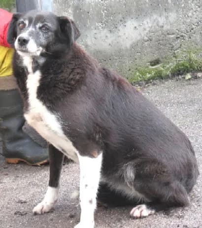 Sonia, senior Mixed Breed for adoption at ENPA Savona, Savona