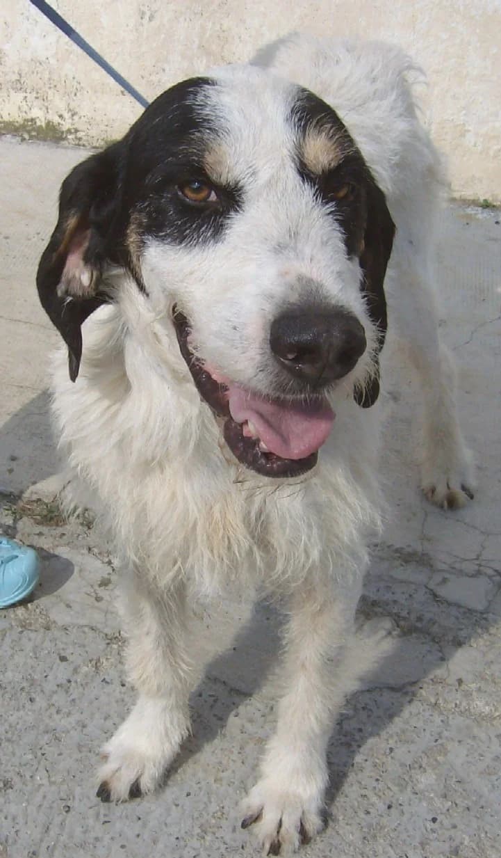 TOM, senior Mixed Breed for adoption at ENPA Savona, Savona