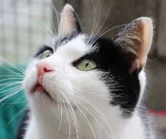 Felix, male 3yo Mixed Breed for adoption at ENPA Sondrio, Montagna in Valtellina
