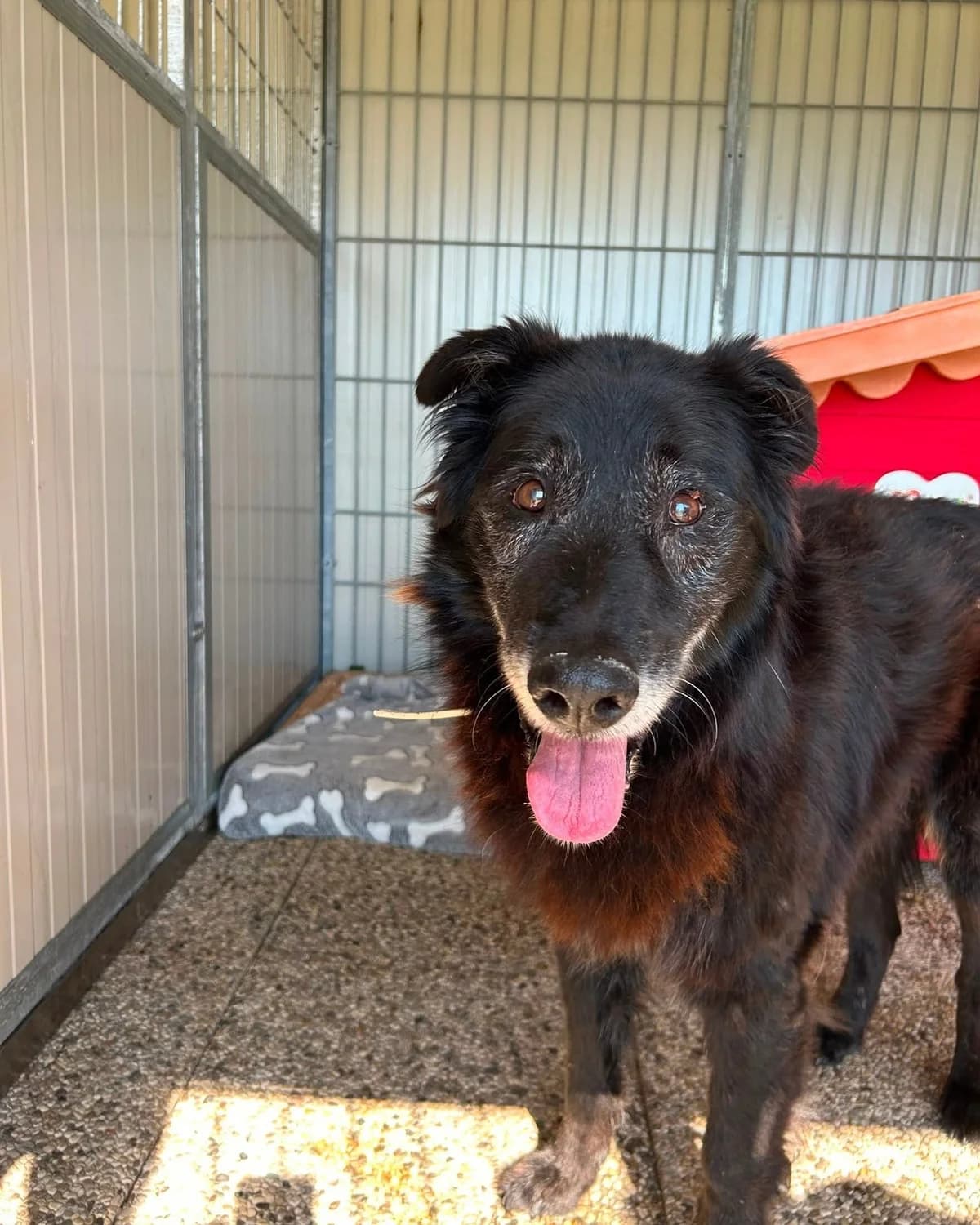 Falco, Ondo e Nina, male senior Mixed Breed for adoption at ENPA Thiene-Schio, Thiene