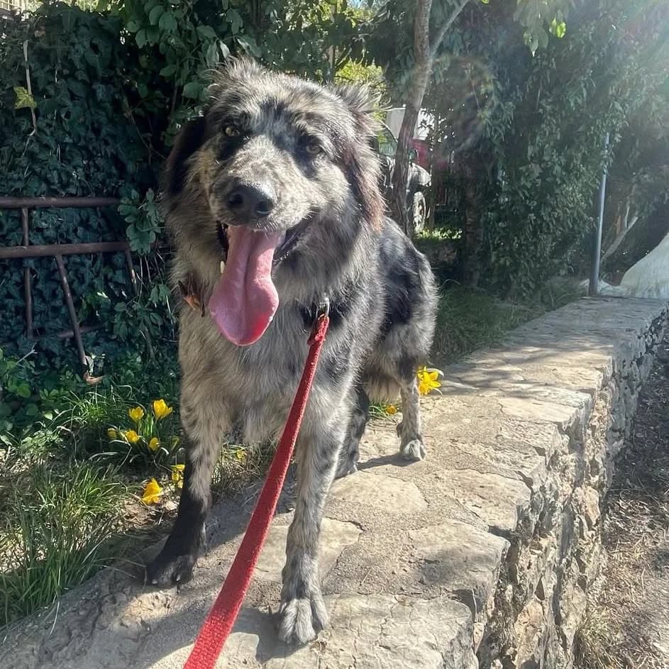 Orso, male Mixed Breed for adoption at ENPA Thiene-Schio, Thiene