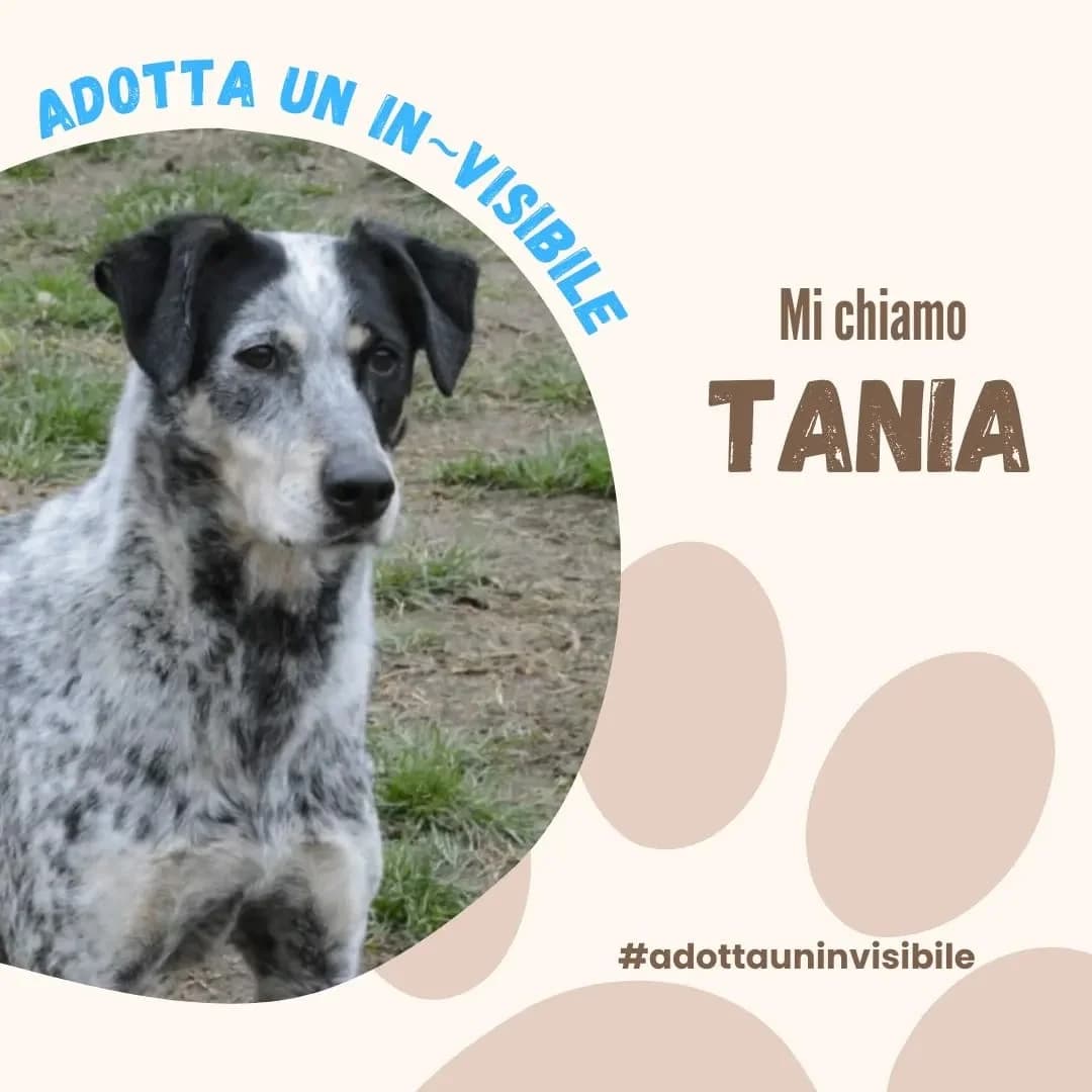 Adotta un invisibile: TANIA, senior Mixed Breed for adoption at ENPA Sezione Torino, Torino