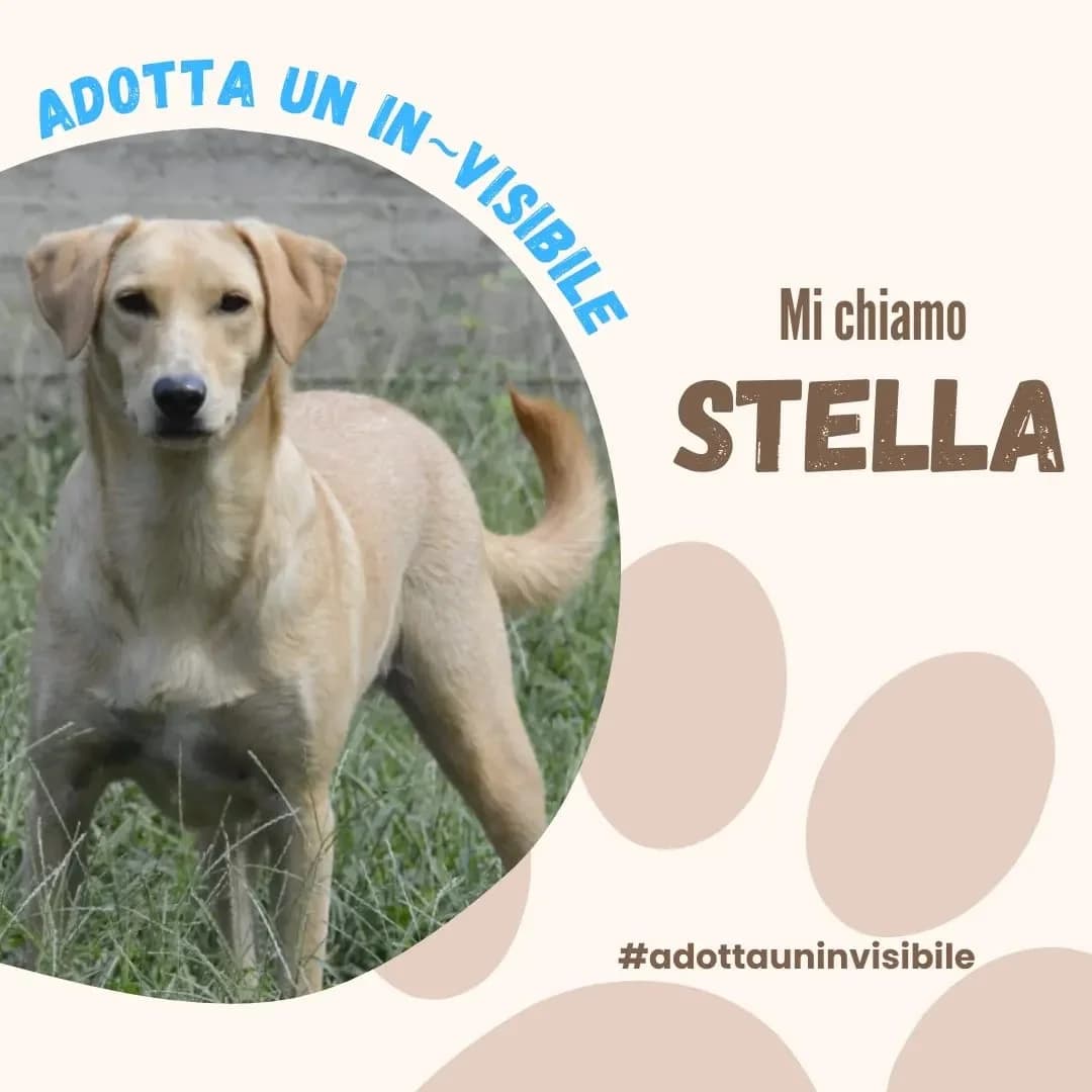 Adotta un invisibile: STELLA, puppy Mixed Breed for adoption at ENPA Sezione Torino, Torino