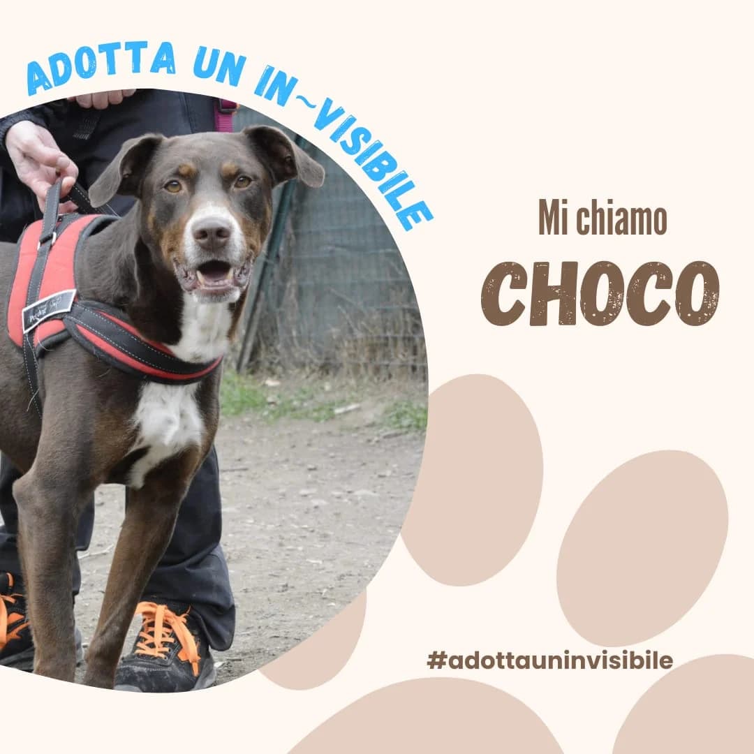 Adotta un invisibile: CHOCO, senior Mixed Breed for adoption at ENPA Sezione Torino, Torino