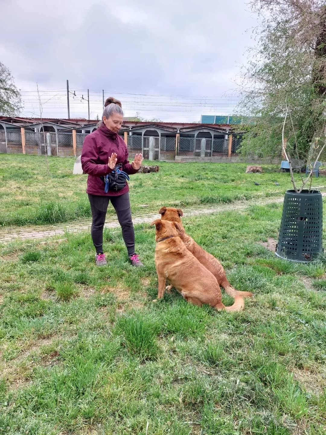 Backstage con Eve e Chloe, Mixed Breed for adoption at ENPA Sezione Torino, Torino