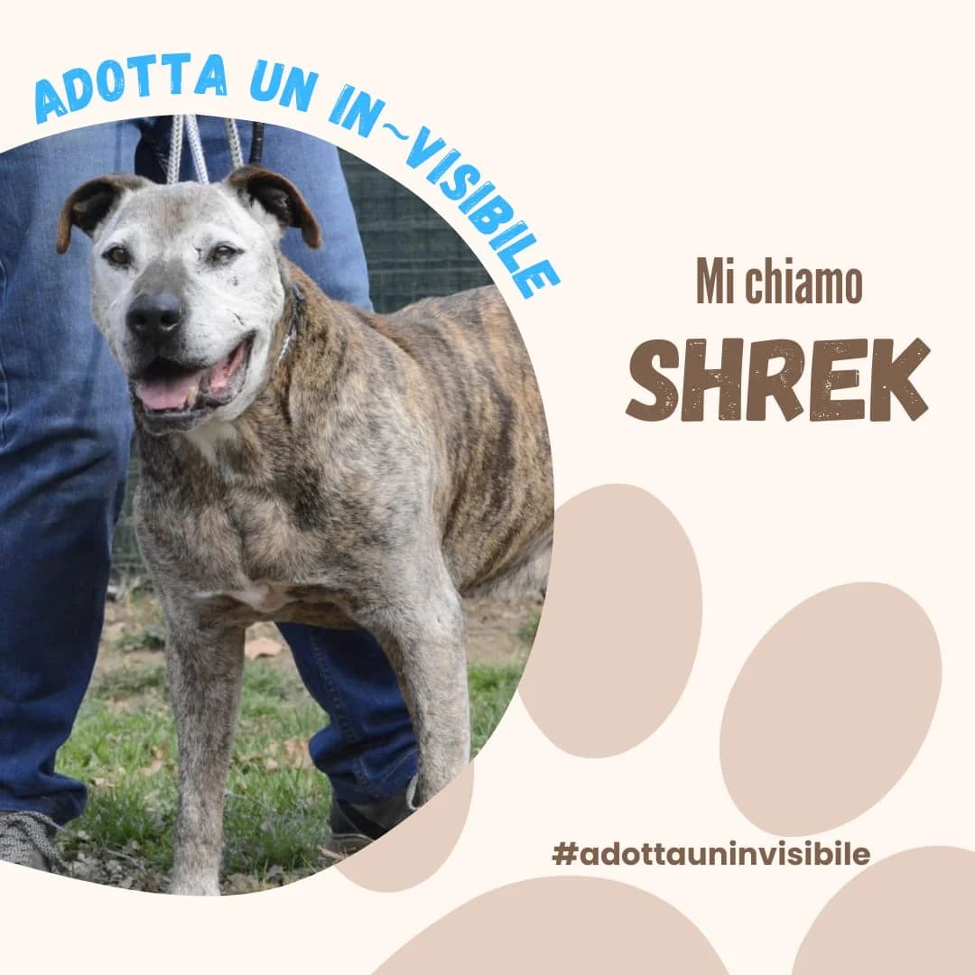 Adotta un invisibile: SHREK, senior Mixed Breed for adoption at ENPA Sezione Torino, Torino