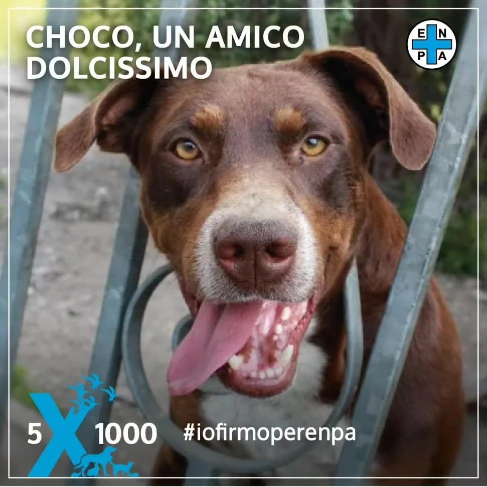 Enpa Onlus: Choco e il 5×1000, puppy Mixed Breed for adoption at ENPA Sezione Torino, Torino