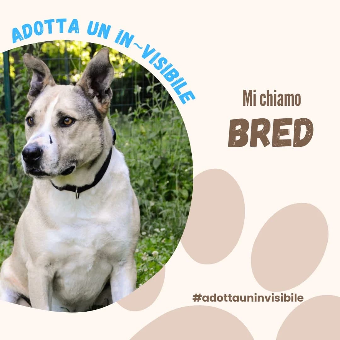 Adotta un invisibile: BRED, senior Mixed Breed for adoption at ENPA Sezione Torino, Torino