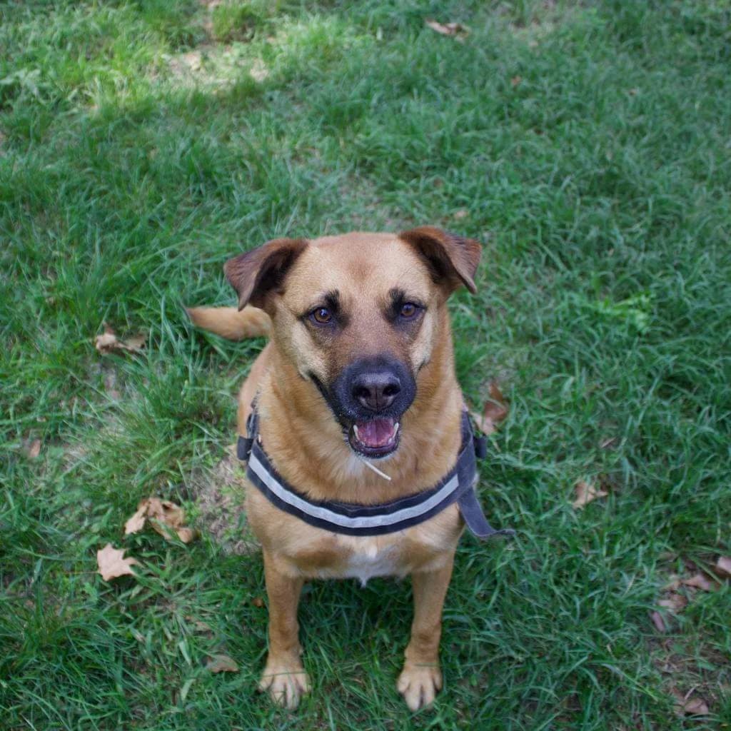 Eve e Chloe: ancora con noi ❤️, Mixed Breed for adoption at ENPA Sezione Torino, Torino