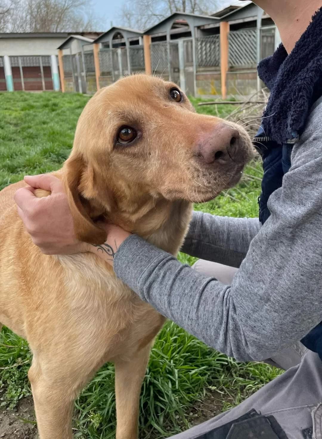 Ambra, stupenda labrador, male senior Mixed Breed for adoption at ENPA Sezione Torino, Torino