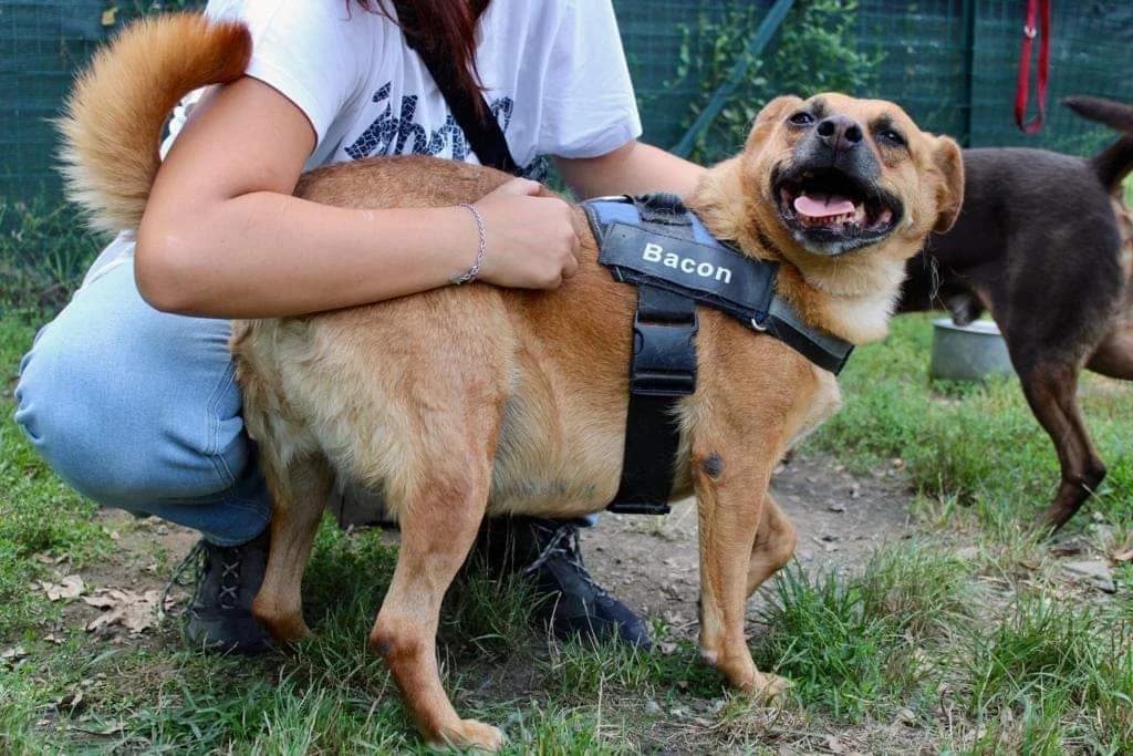 Eve: Perché “per andare bene per te sono scesa sotto i 33!!!”, female senior Mixed Breed for adoption at ENPA Sezione Torino, Torino