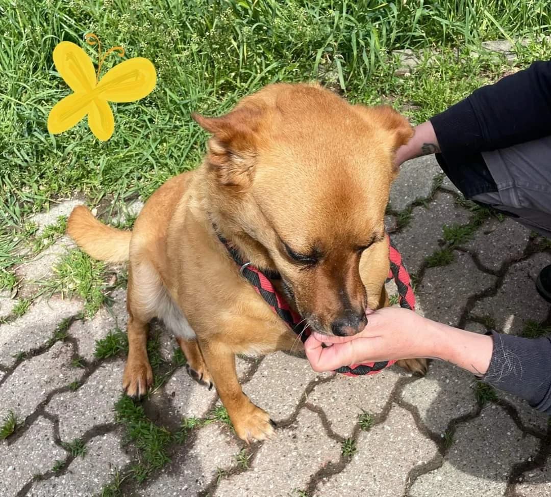 “Mi raccomando non mancate!” – Eve, Mixed Breed for adoption at ENPA Sezione Torino, Torino