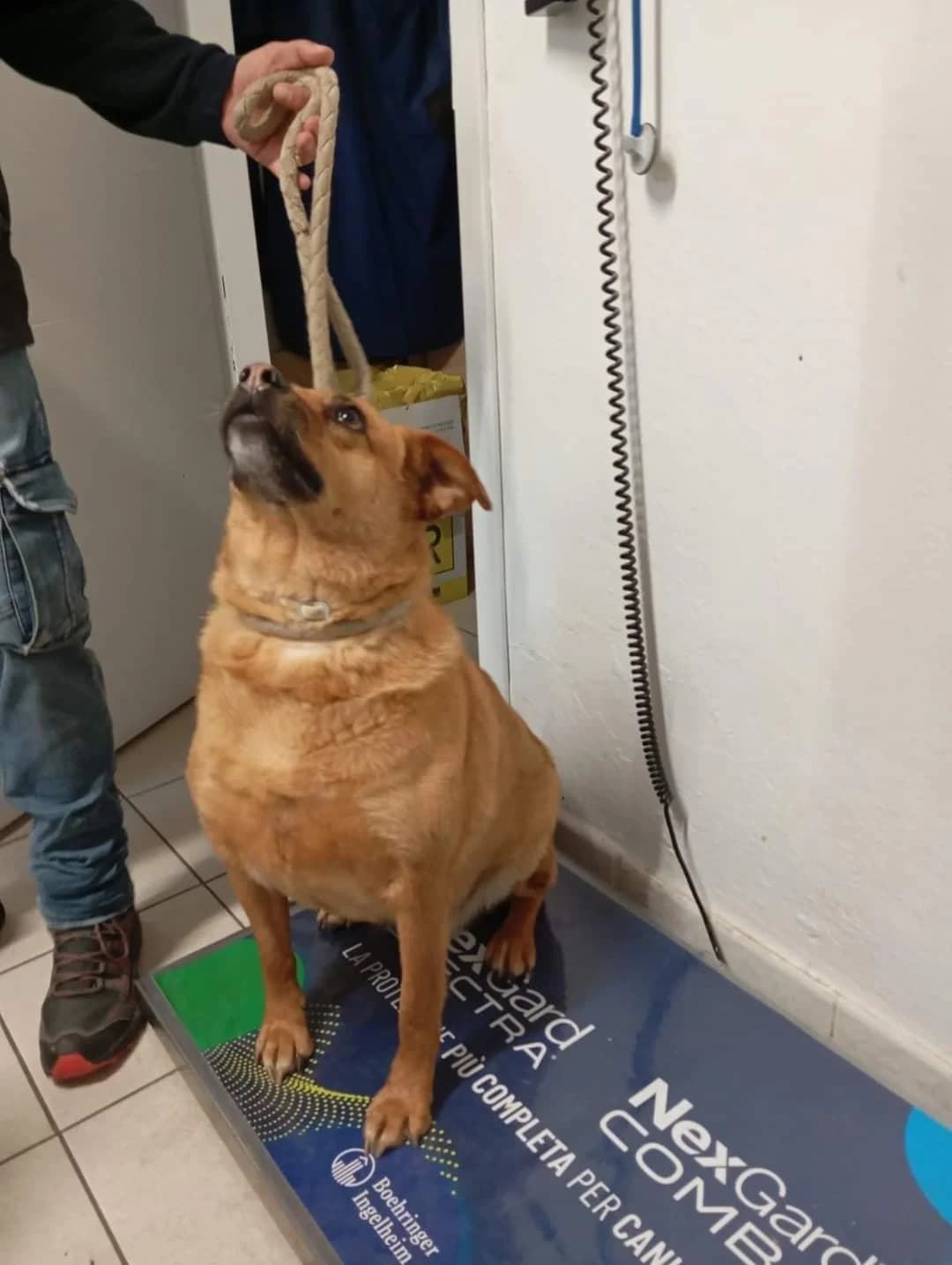 “Visita di controllo tutto ok!” – Eve, Mixed Breed for adoption at ENPA Sezione Torino, Torino