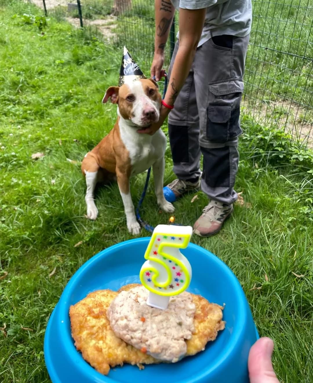 Auguri a Ciro, male Mixed Breed for adoption at ENPA Sezione Torino, Torino