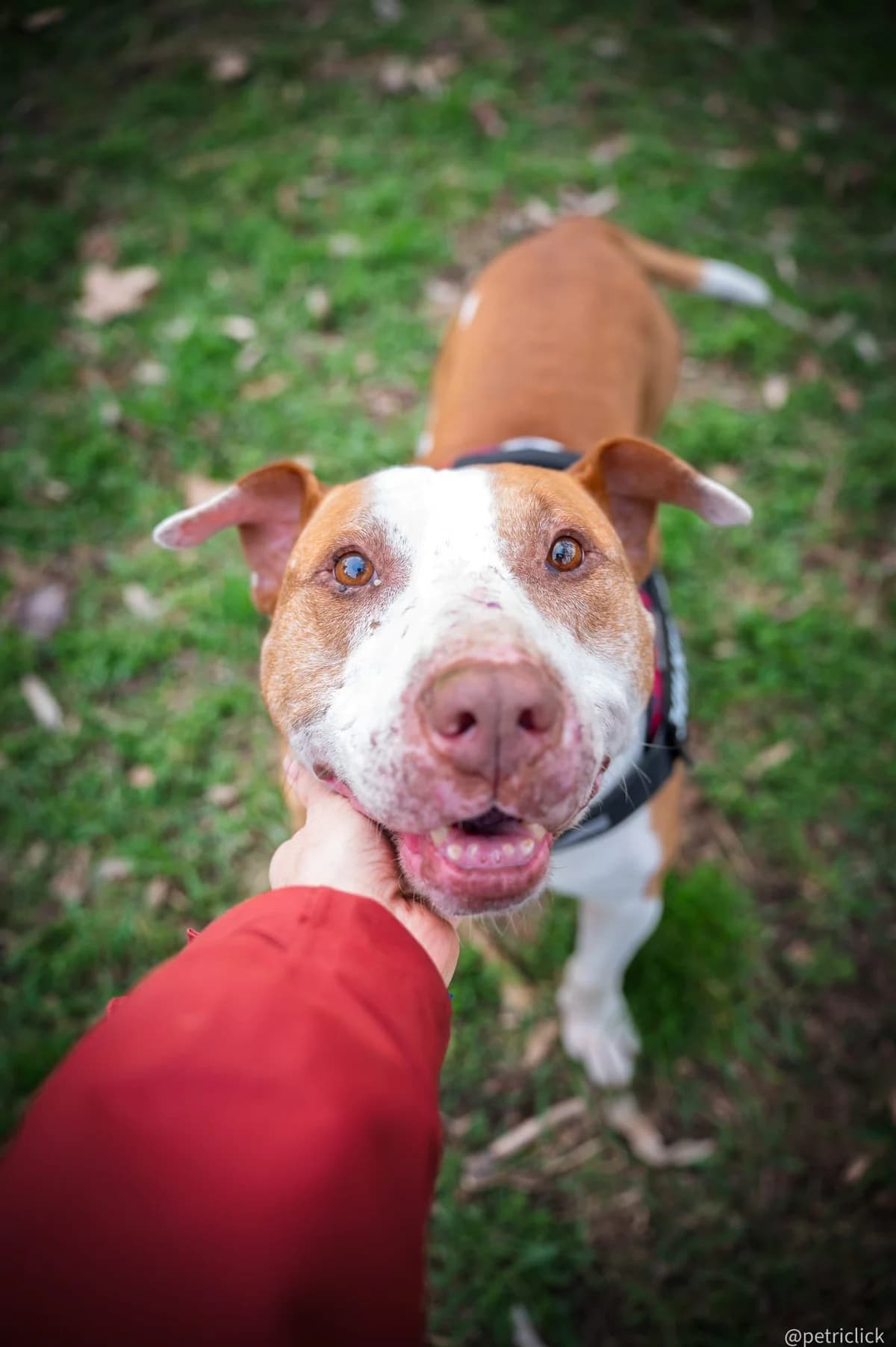 CIRO, 7yo Mixed Breed for adoption at ENPA Sezione Torino, Torino