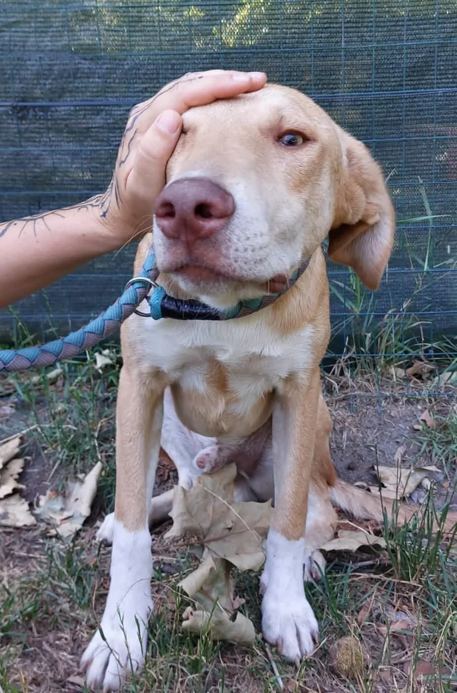 KRUSTY, puppy Mixed Breed for adoption at ENPA Sezione Torino, Torino