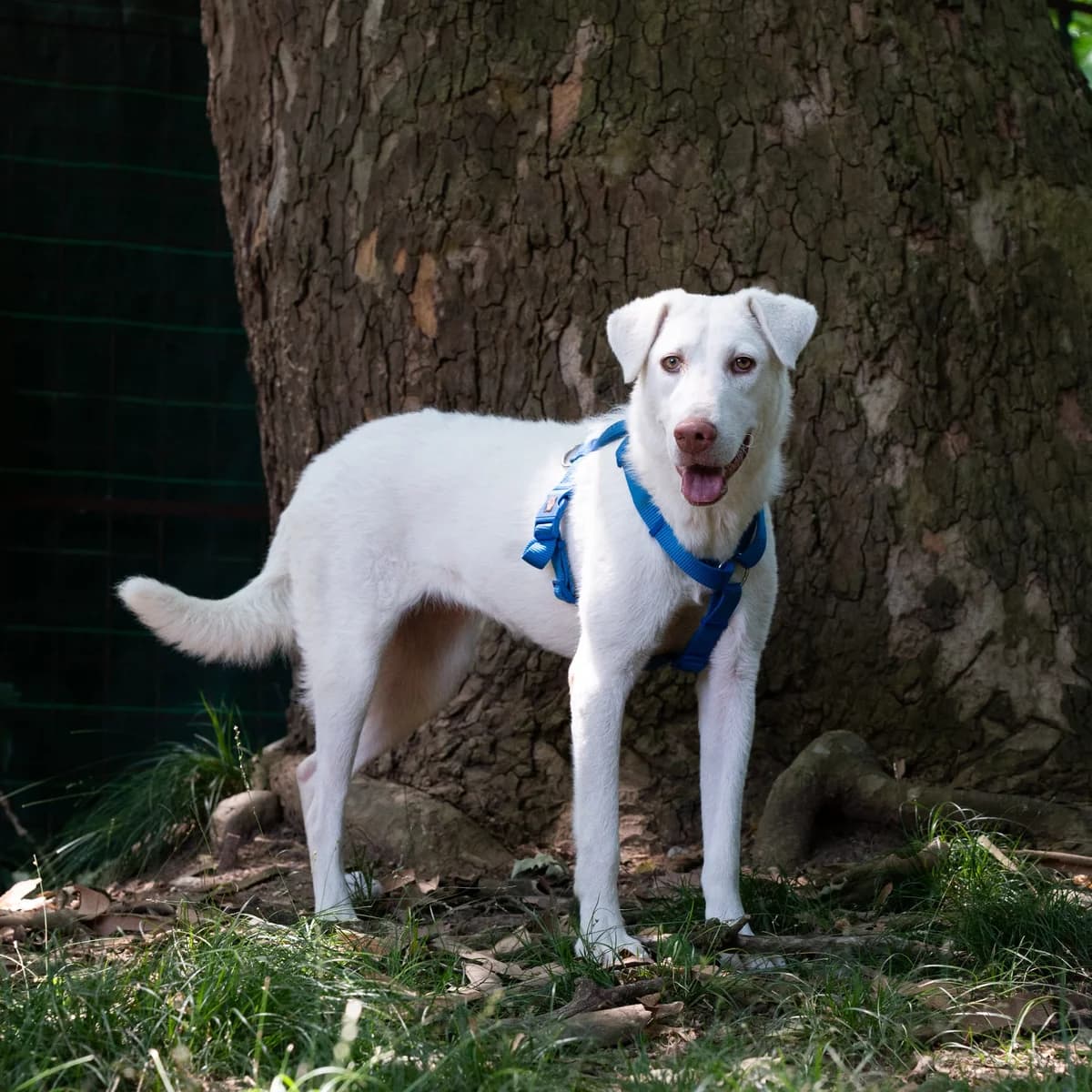 MOLLY, young Mixed Breed for adoption at ENPA Sezione Torino, Torino