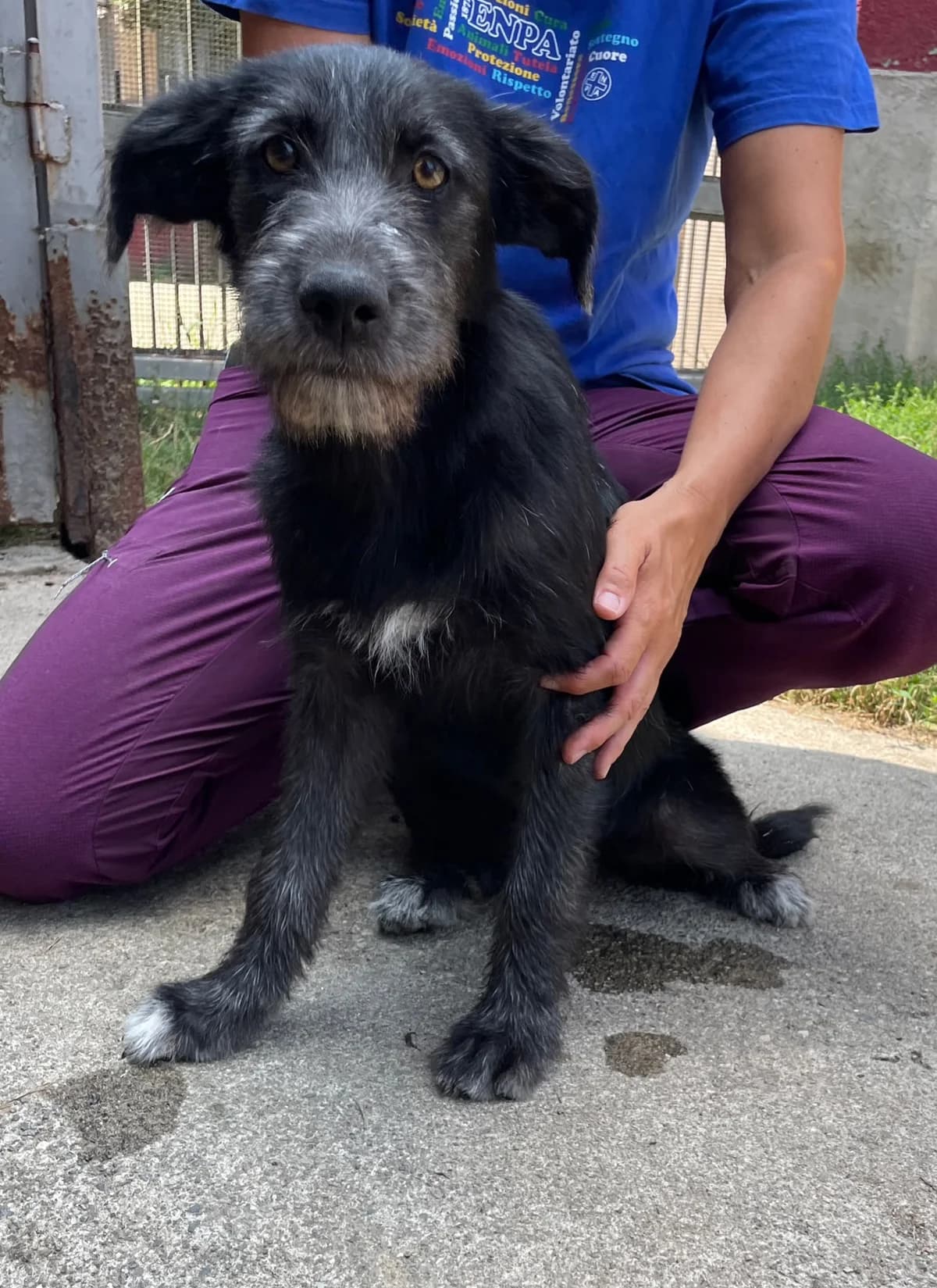 GINA, puppy Mixed Breed for adoption at ENPA Sezione Torino, Torino