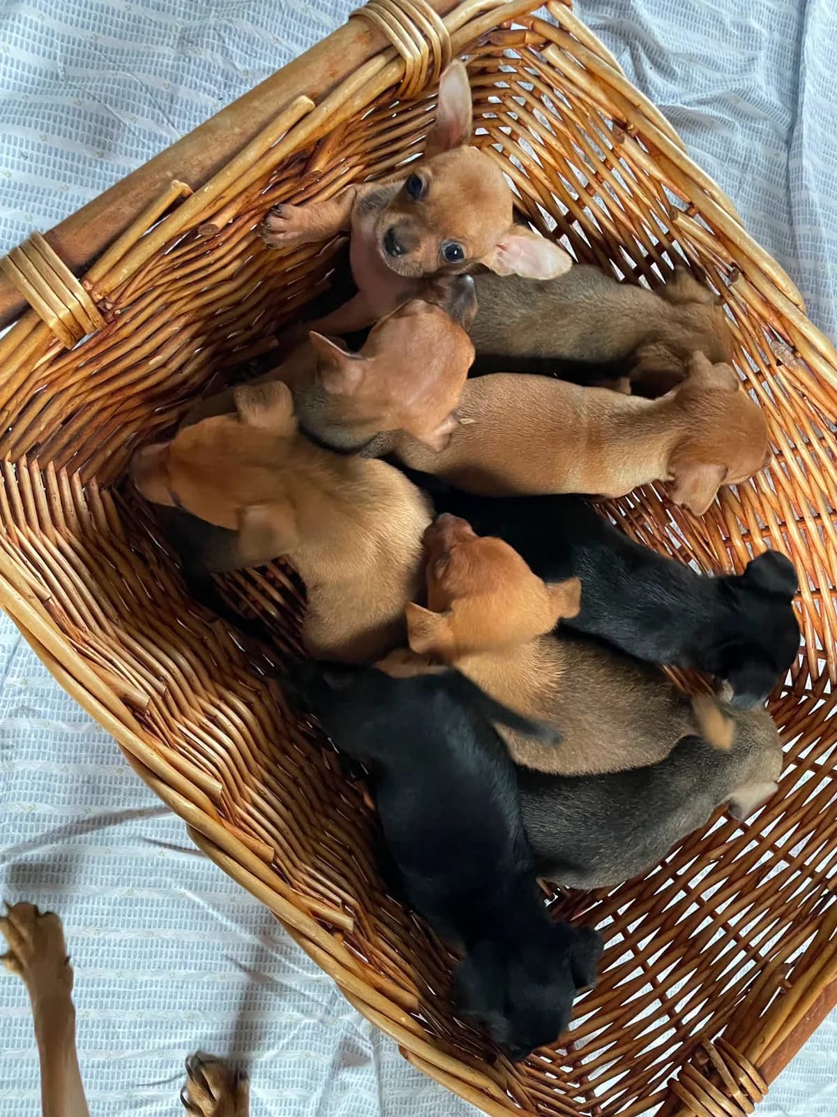CUCCIOLINI, puppy Mixed Breed for adoption at ENPA Sezione Torino, Torino