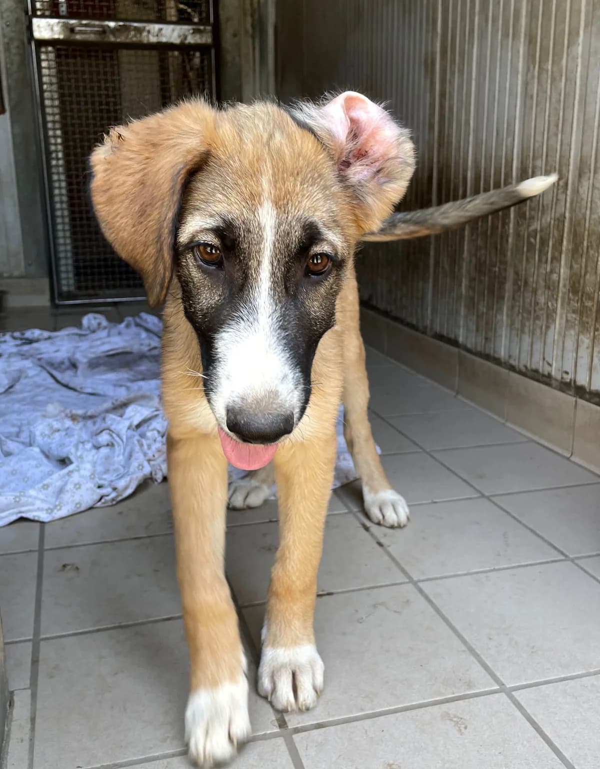 CUCCIOLI, female puppy Mixed Breed for adoption at ENPA Sezione Torino, Torino