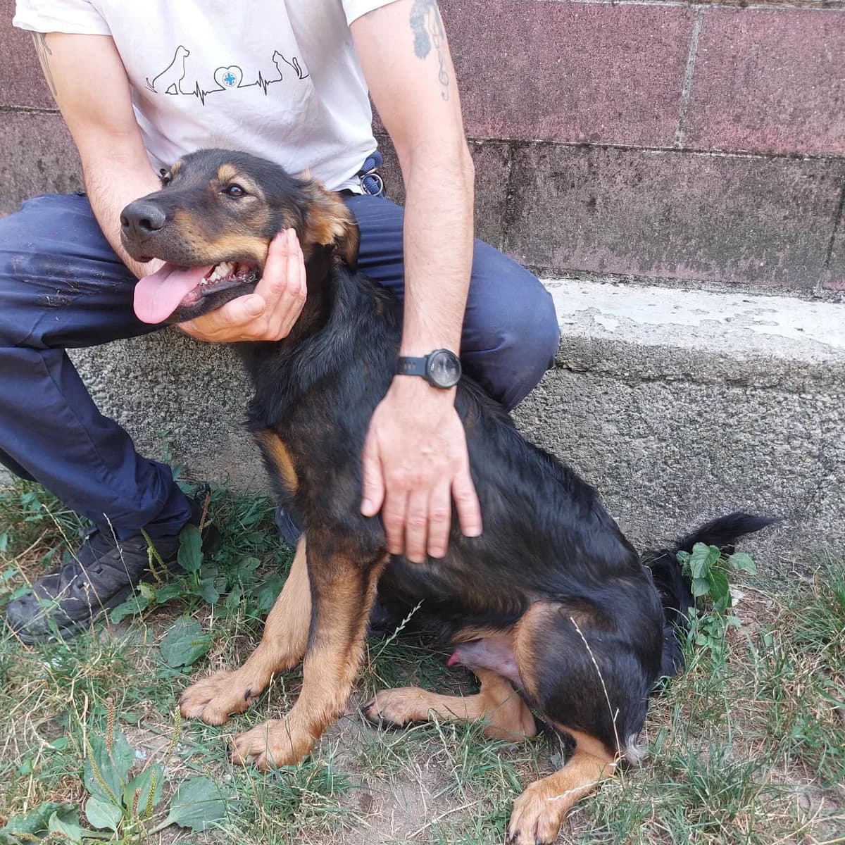 MUFFY, female puppy Mixed Breed for adoption at ENPA Sezione Torino, Torino