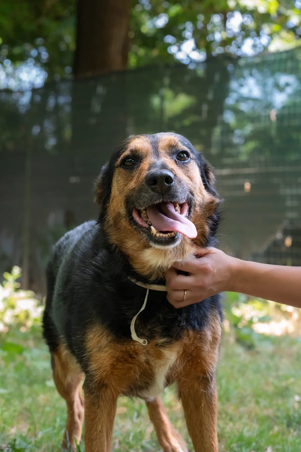 TRACY, female 5yo Mixed Breed for adoption at ENPA Sezione Torino, Torino