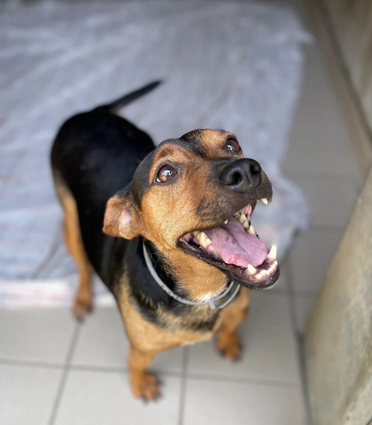 PIPPO, 4yo Mixed Breed for adoption at ENPA Sezione Torino, Torino