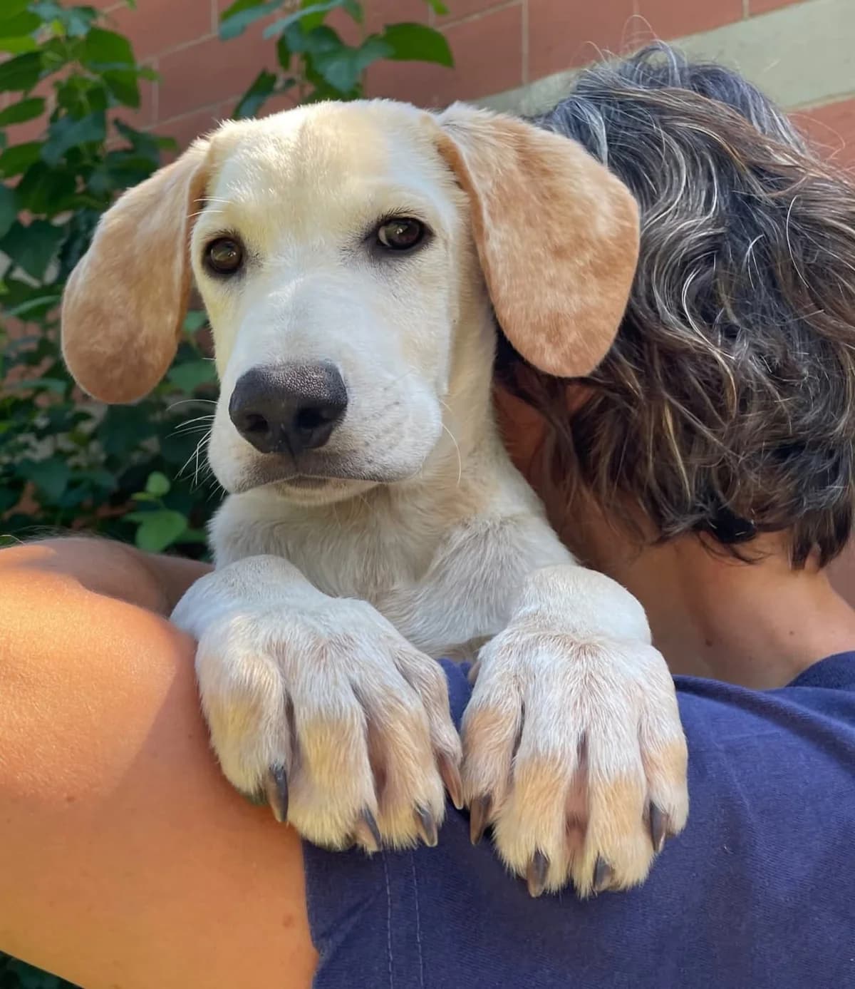 HIRO, puppy Mixed Breed for adoption at ENPA Sezione Torino, Torino