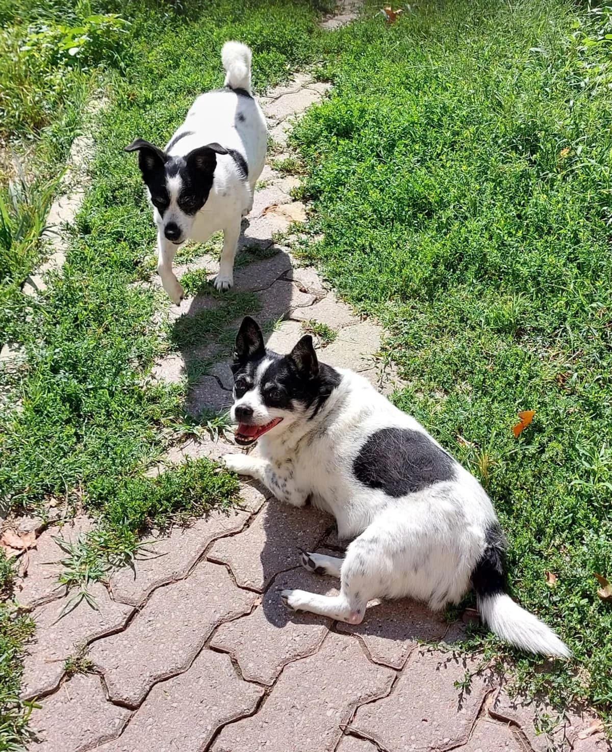 LILLY e LUNA, senior Mixed Breed for adoption at ENPA Sezione Torino, Torino