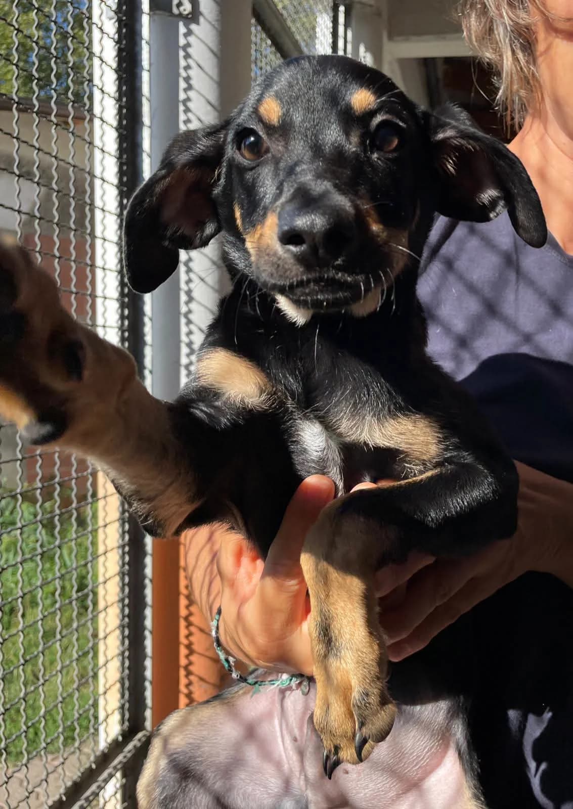 CONGO, puppy Mixed Breed for adoption at ENPA Sezione Torino, Torino