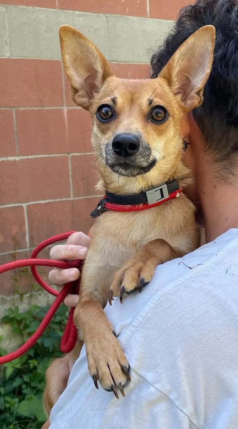 GIOACCHINA, young Mixed Breed for adoption at ENPA Sezione Torino, Torino