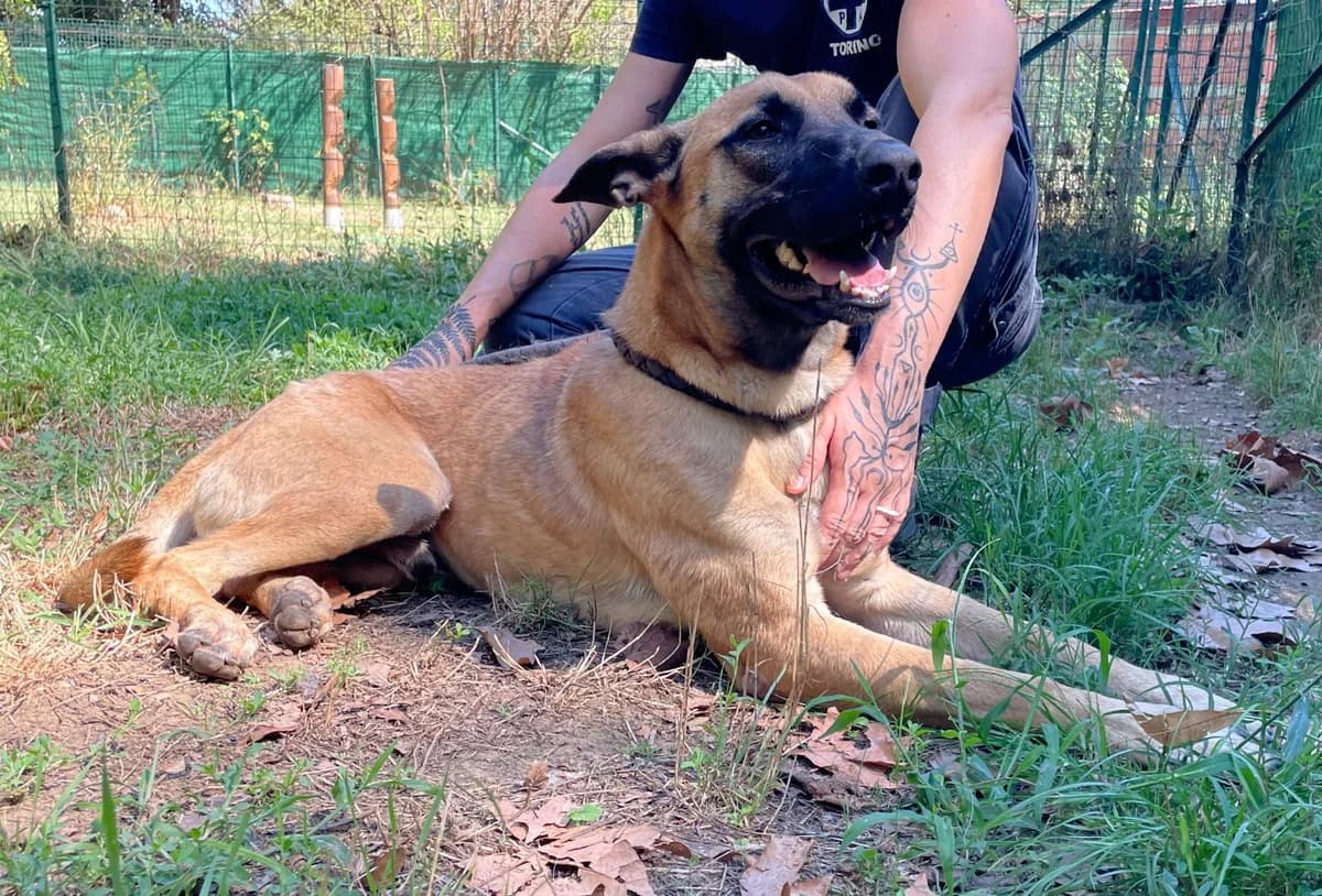 BOBO, female young Mixed Breed for adoption at ENPA Sezione Torino, Torino