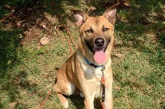 ASSO, male 3yo Cane Corso for adoption at ENPA Verona, Verona
