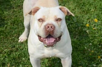 LAMPO, male 7yo Cane Corso for adoption at ENPA Verona, Verona