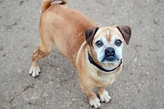 PIERGIORGIO, male senior Pug for adoption at ENPA Verona, Verona