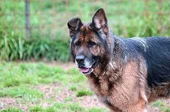 ZORA, female senior Cane Corso for adoption at ENPA Verona