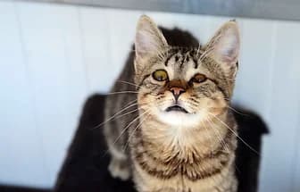 ALADDIN, Mixed Breed for adoption at ENPA Verona, Verona