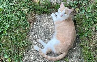 AMBRA, Mixed Breed for adoption at ENPA Verona, Verona