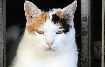 URSULA, Mixed Breed for adoption at ENPA Verona, Verona