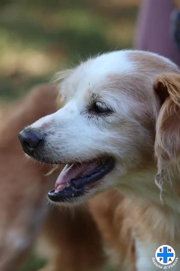Teresa, female Mixed Breed for adoption at ENPA Vicenza, Vicenza