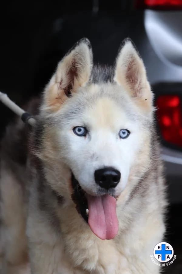 Wolf, male Mixed Breed for adoption at ENPA Vicenza, Vicenza
