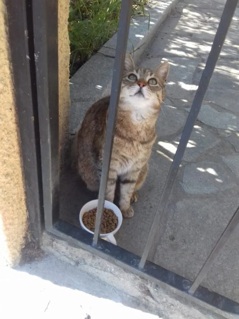 Adozione del cuore, female senior Mixed Breed for adoption at Felini Felici